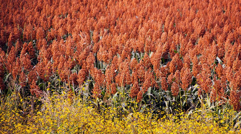 Kinesisk litteratur i tiden