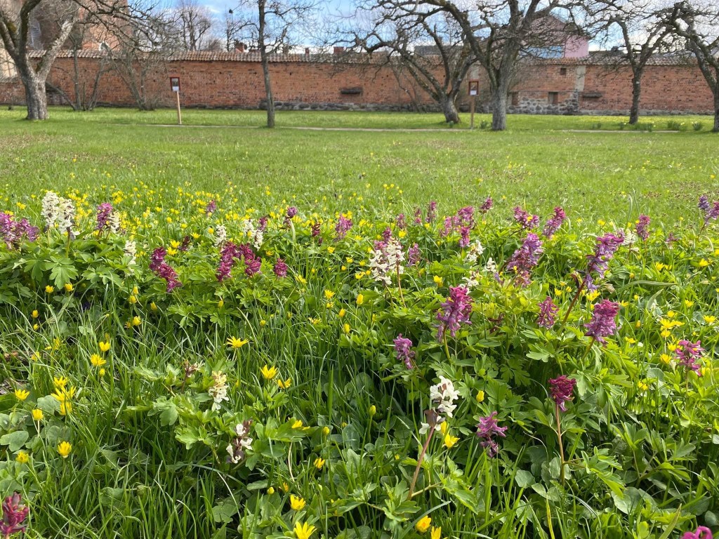 Stor Nunneört el. Hålnunneört