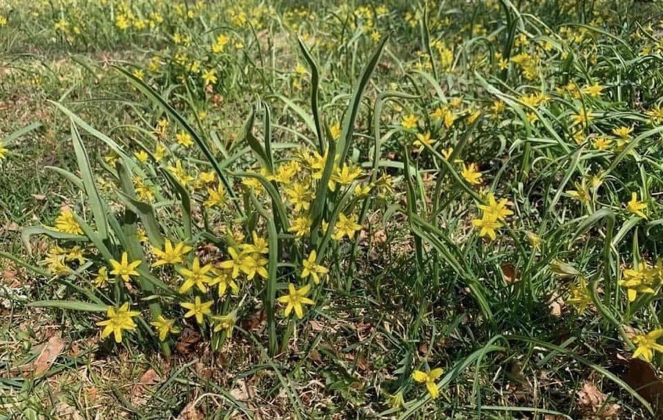 Vårlök, Gagea lutea